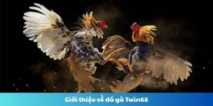 Đá gà Twin68 – Sân chơi đá gà trực tuyến hấp dẫn nhất